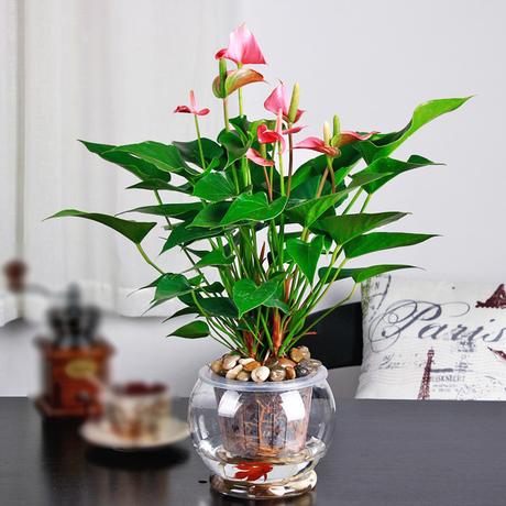 礼品花卉 以花传情，让心意自然绽放