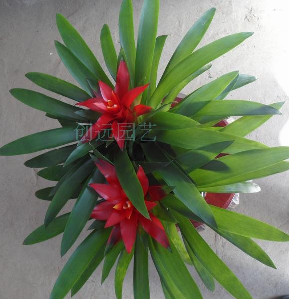小红星 长沙花卉绿植盆栽配送速递，室内家庭礼品送礼开花办公室首选